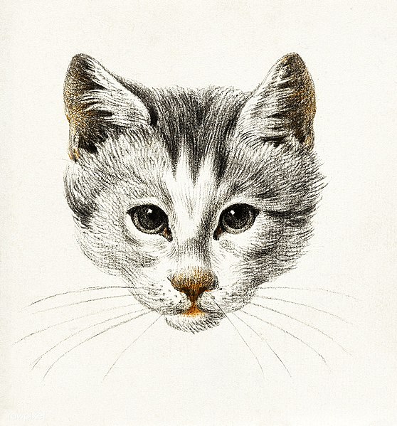 File:Cat-face.jpg